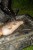 Nafukovacia podloška Nash Carp Care Air Cradle Camo