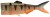 Náhradni Rep DAIWA Prorex Hybrid Tail UV Štuka