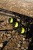 Najlon Nash Armourline Super Strong Mono UV Yellow 1000m