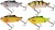 Nástraha Westin Ricky The Roach Tungsten Vibration Bait 4,5cm 9gr