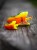 Navojna glava Rage Slick Pelagic Heads Lemon Tiger