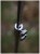Nehrđajući držač Giants Fishing Bank Stick 2 Screw Duljina 75-120cm