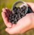 Neutralno balansirane Pelete KWO Pellet Wafters 12mm