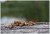 Nit PVA Razgradiva UnderCarp 20m 6-vlaknena