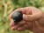 Olovo bez olova Delphin EcoCATF BALL Rubber