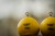 Olovo Black Cat Cat Ball Yellow