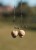 Olovo Korda Shot on the Hook