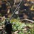 Olovo Nash Super Flat Pear In-Line Lead