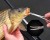 Pean ZFish Ravni Premium Quality