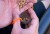 Pelete Mainline SK Pellet 1kg
