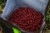 Pelete Nikl Strawberry 1kg