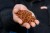 Pelete Sonubaits Mega Carp Pellets 900gr