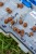 Pelete Sonubaits Mega Carp Pellets 900gr