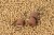 Pelete Sonubaits Pellet O's