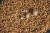 Pelete Sonubaits Pro Expander Pellets 500gr
