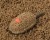 Pelete Sonubaits STIKI Method Pellets Fin Perfect 650gr