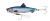 Pilker Dam Salt-X Herring Casting Jig & Pilk 7cm 30gr Herring