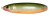Plandavka Rapala Minnow Spoon 7cm 15gr RFSH Plandavka Rapala Minnow Spoon 7cm 15gr RFSH