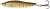 Plandavka Westin Goby V2 Brown Trout Fry 8,5cm 24g
