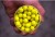 Plávajúce Boilies Carp Only Hi-Visual Pineapple Fever Pop-Up 80gr