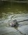 Plovak Matrix Foam Pellet Waggler
