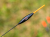 Plovak Preston F1 XS Pole Float