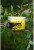 Plovoucí Boilie Carp Only Hi-Visual Sweet Potato Pop Up 80gr