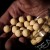 Plovući Boilie Munchbaits Cream Seed Pop-Ups