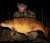 Plovući Boilies Black Carp Pop-Ups 12mm 50gr