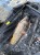 Plutajući Podmetač Fencl CARP CLASSIC 105cm/2m - Gumirana mreža