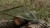 Podmetač Wychwood Riot 42“ 6ft/180cm Landing Net