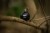 Podvodni Plovak Black Cat Cat Ball Black