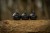 Podvodni Plovak Black Cat Cat Ball Black