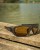 Polarizacijske naočale Matrix Wraps Polarised Sunglasses