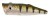 Popper Doiyo Kiho Omote 6,4cm 9,4gr WP