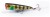 Popper Shimano Yasei Pure Pop 60mm 6,5g Perch