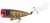Popper Shimano Yasei Pure Pop 80mm 12g Green Tiger