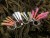 Predvez za more s perjem LK Baits 0,60/0,45mm