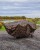 Prekrivač za kolica Fox Camolite Large Barrow Cover