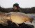 Primama Black Carp Method Mix 2kg