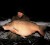 Primama Black Carp Method Mix 2kg