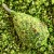 Primama LK Baits IQ Method Ready Mix 600gr Citrus