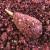 Primama LK Baits IQ Method Ready Mix 600gr Exotic
