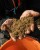 Primama Sonubaits 2kg Super Feeder Roach