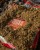 Primama Sonubaits 2kg Super Feeder Roach
