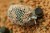 PVA Speedmesh System (7m) Guru Speedmesh System