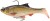 Realističan mamac Savage Gear 3D Roach RTF 12cm 34gr Clear Rudd
