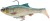 Realističan mamac Savage Gear 3D Roach RTF 12cm 34gr Green Silver