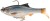 Realističan Mamac Savage Gear 3D Roach RTF 12cm 34gr Roach