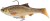 Realističan mamac Savage Gear 3D Roach RTF 15cm 60gr Bream